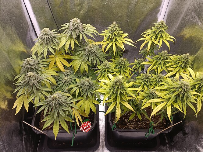 Growreport Bild 13