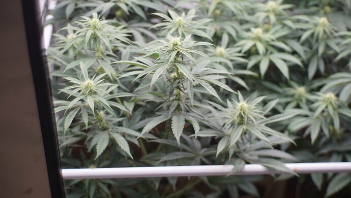 Growreport Bild 5
