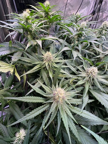 Growreport Bild 5
