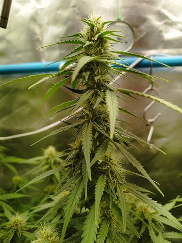 Growreport Bild 8
