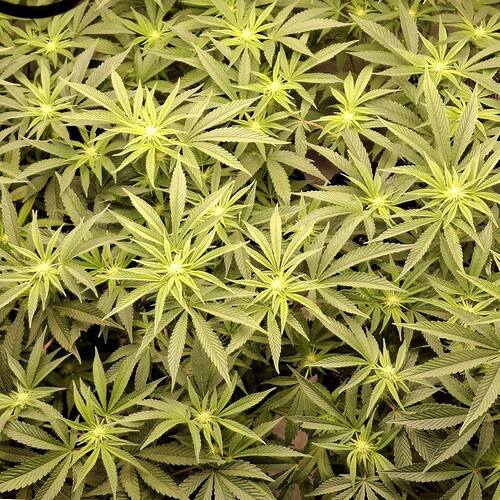 Growreport Bild 21