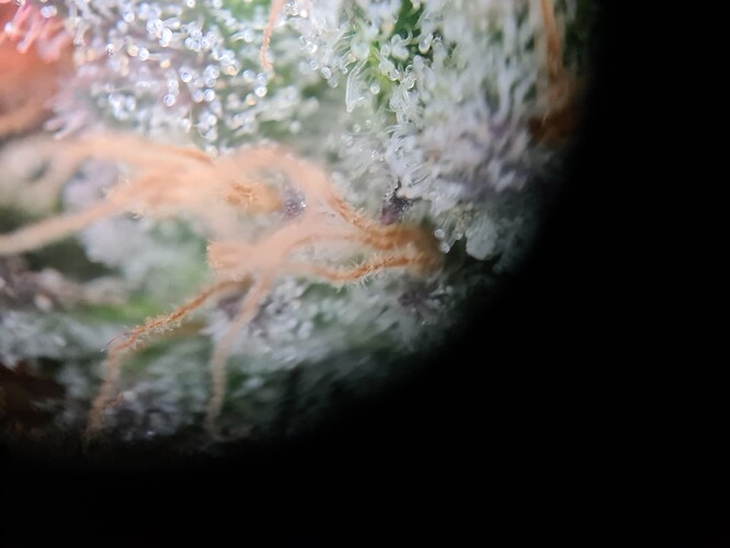 Growreport Bild 25