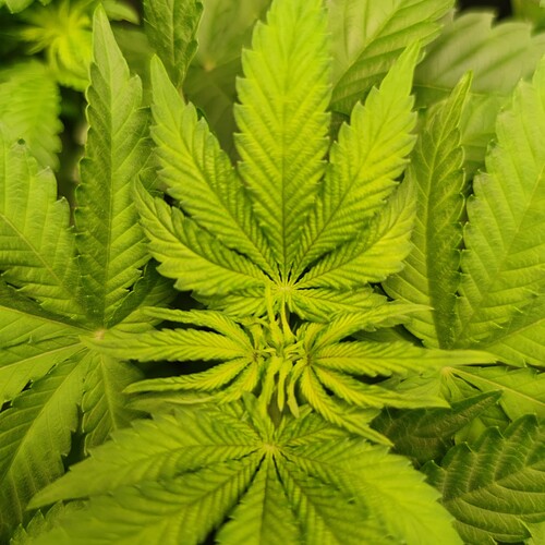 Growreport Bild 5