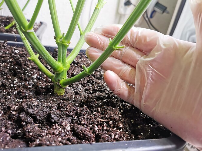 Growreport Bild 4