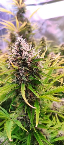 Growreport Bild 5