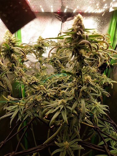 Growreport Bild 1