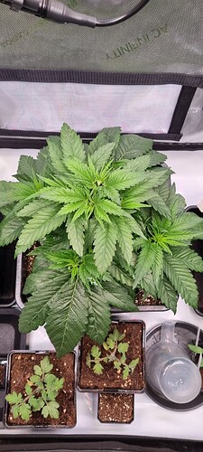 Growreport Bild 13