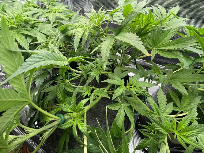 Mehrere junge Cannabispflanzen in der Wachstumsphase, die in grauen Stofftöpfen stehen und mit grünen Clips trainiert werden.