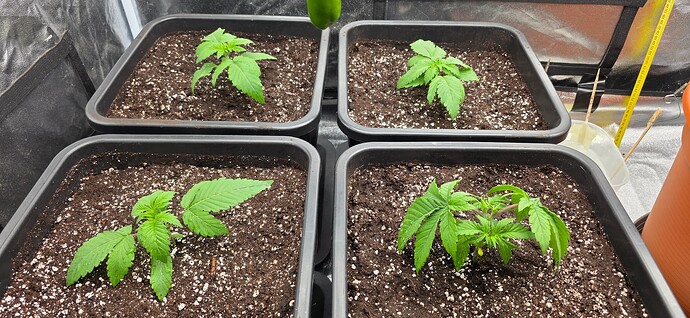 Growreport Bild 32