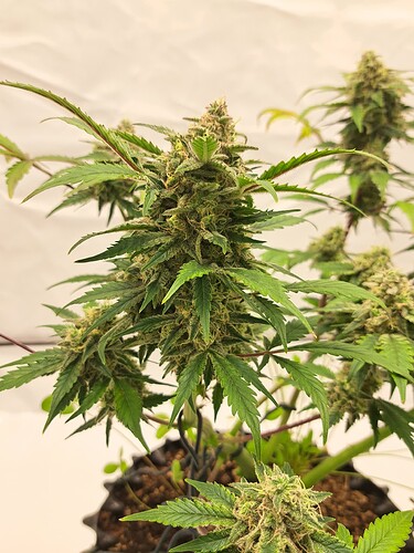 Growreport Bild 50