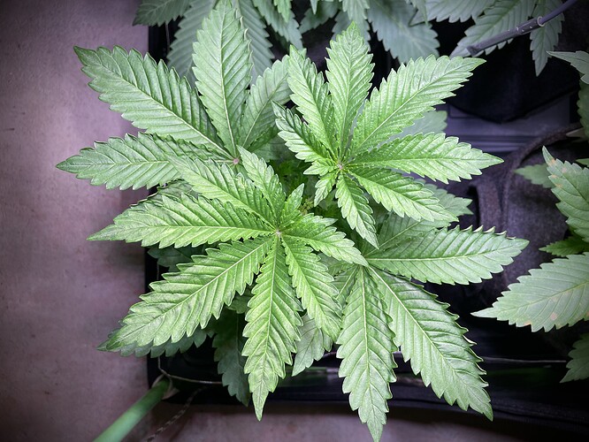 Growreport Bild 5