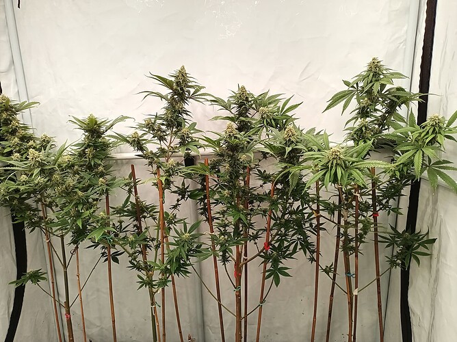 Growreport Bild 13