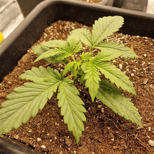 Growreport Bild 4