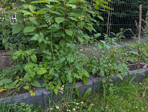 PXL_20250625_183641387.MP