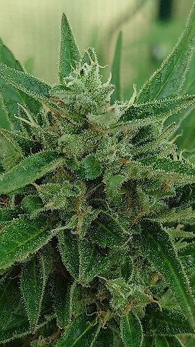 Growreport Bild 21