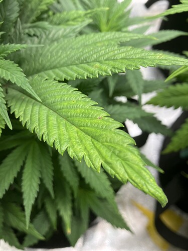 Growreport Bild 7
