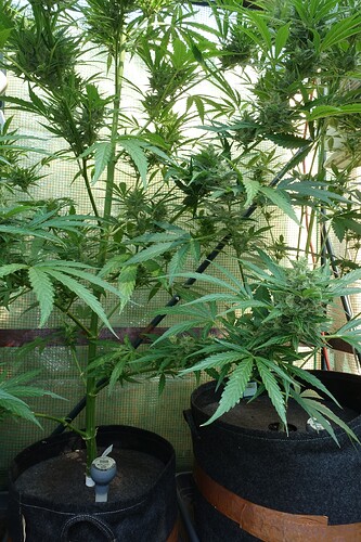 Growreport Bild 16