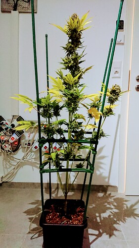 Growreport Bild 8
