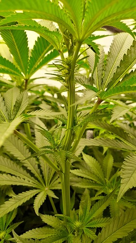 Growreport Bild 12