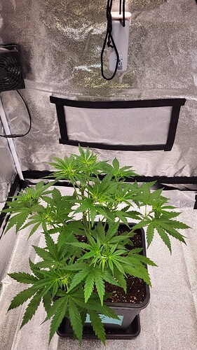 Growreport Bild 7