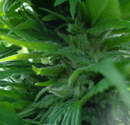Durban2