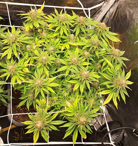 Growreport Bild 14