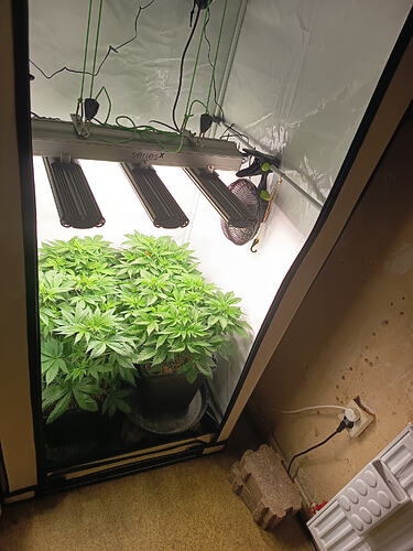 Growreport Bild 3