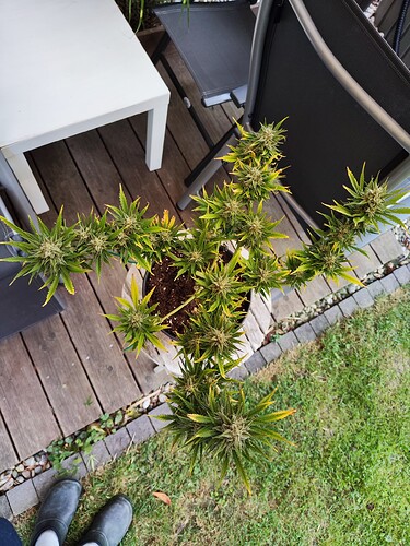 Growreport Bild 8