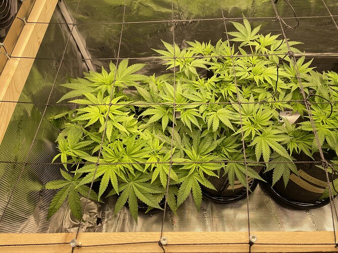 Mehrere junge Cannabispflanzen in Stofftöpfen unter einem Netz, das zur Unterstützung des Wachstums installiert wurde.