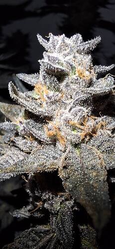Growreport Bild 22