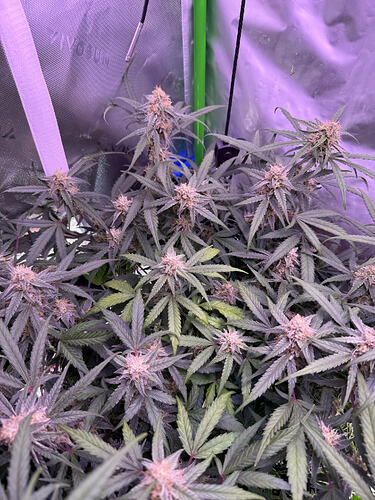 Growreport Bild 50