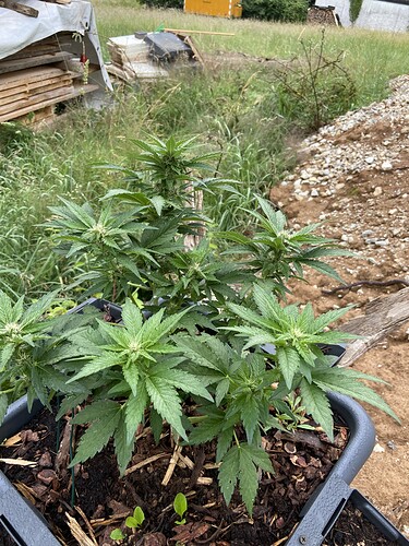 Growreport Bild 1