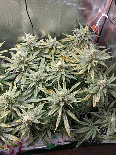 Growreport Bild 10