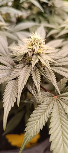 Growreport Bild 7
