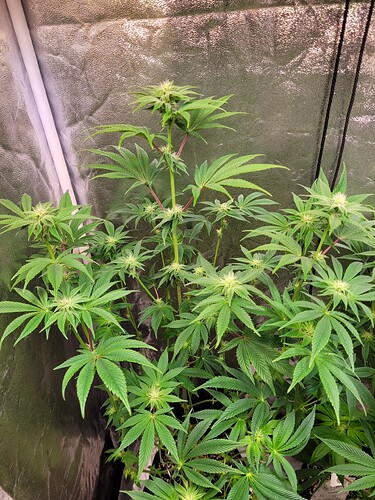 Growreport Bild 3