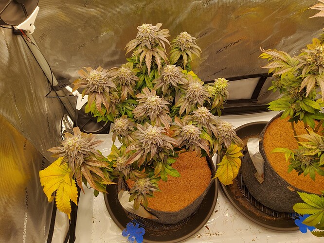 Growreport Bild 5