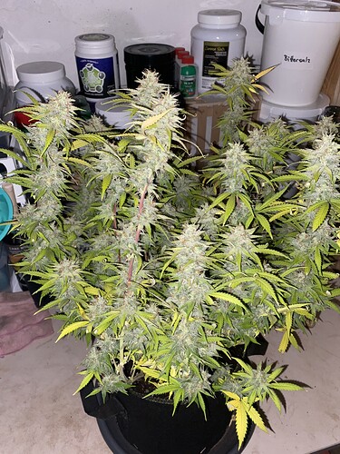 Growreport Bild 1