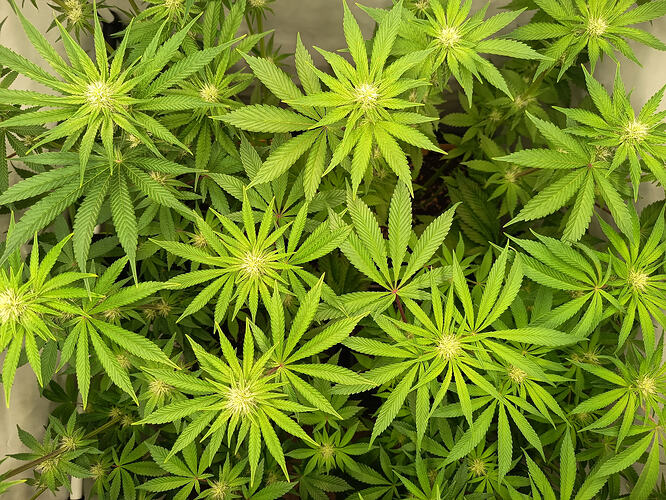 Growreport Bild 12