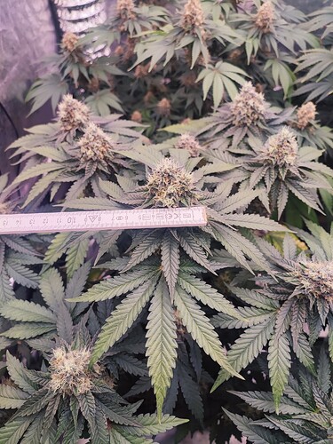 Growreport Bild 18