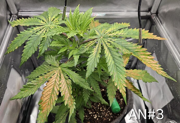 Growreport Bild 25