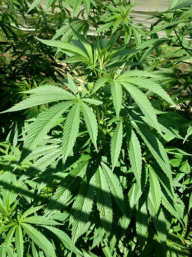 Growreport Bild 61