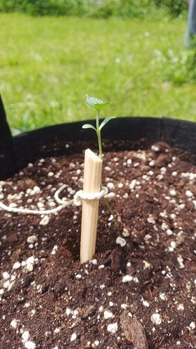 Growreport Bild 7