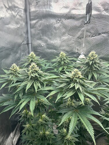 Growreport Bild 5