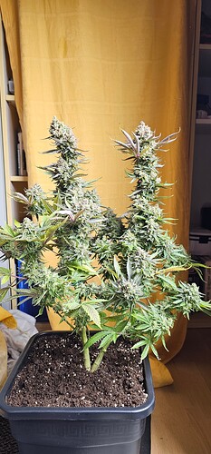 Growreport Bild 7