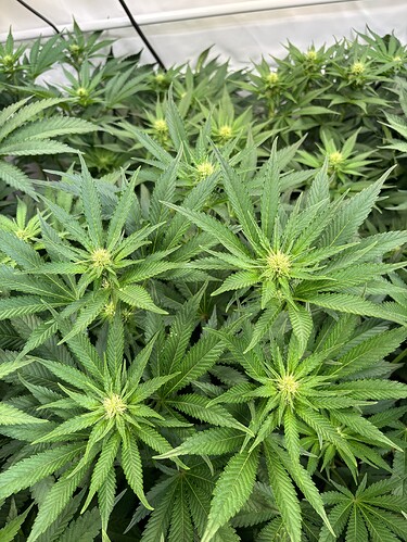 Growreport Bild 4
