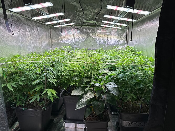 Growreport Bild 1