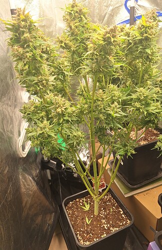Growreport Bild 4