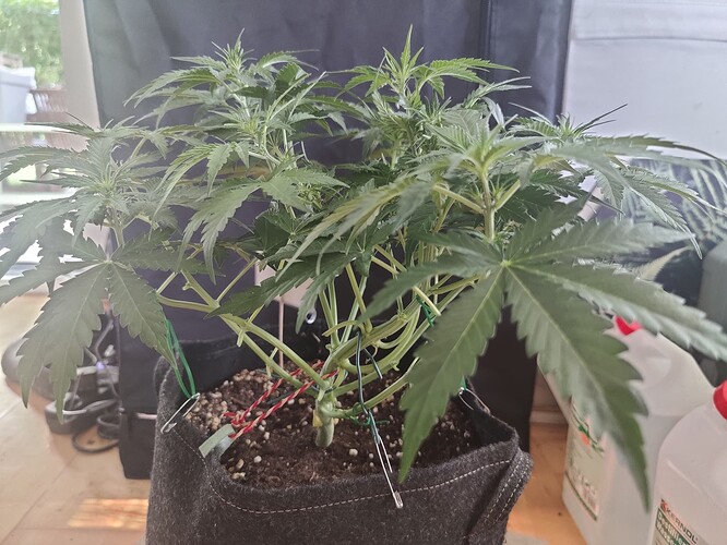 2_LST_side
