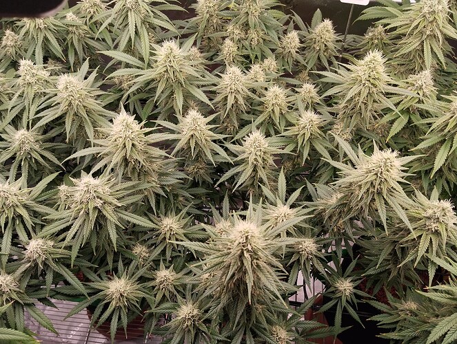 Growreport Bild 9