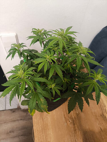Growreport Bild 4